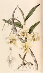 デンドロビウムヘテロカープム（syn。Dendrobium rhombeum）